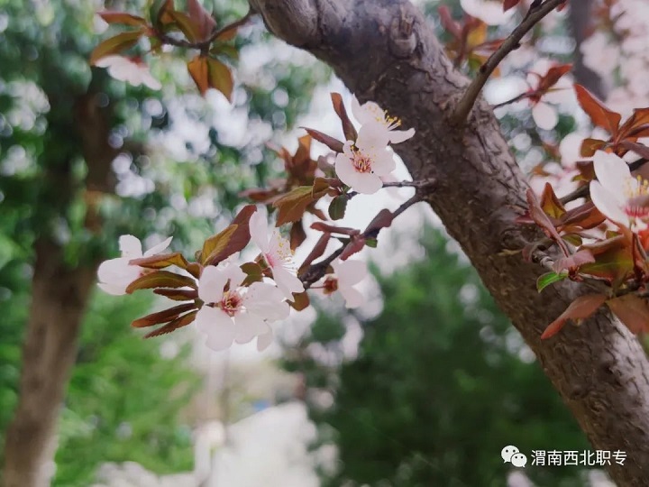 等待，在櫻花盛開的春天！——西北新世紀(jì)學(xué)校賞櫻記！